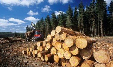 Wood Manufacturing